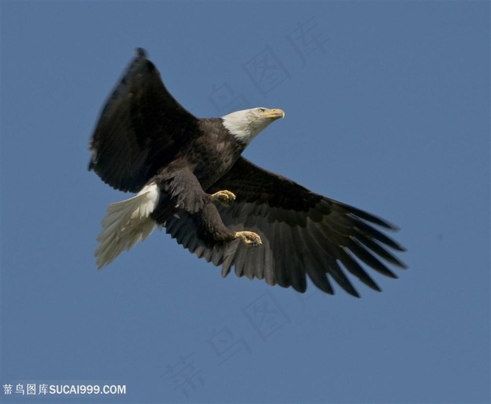 天空统治者老鹰图片