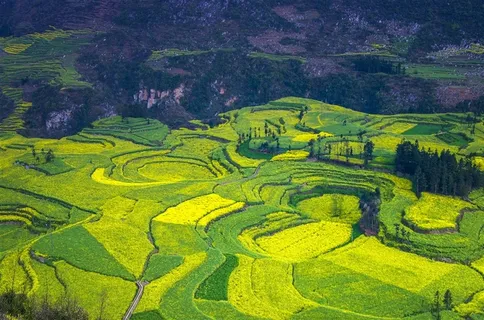 唯美油菜花田园风光图片 唯美油菜花田园风光图片