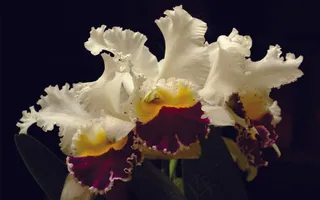 高清鲜花素材图片下载