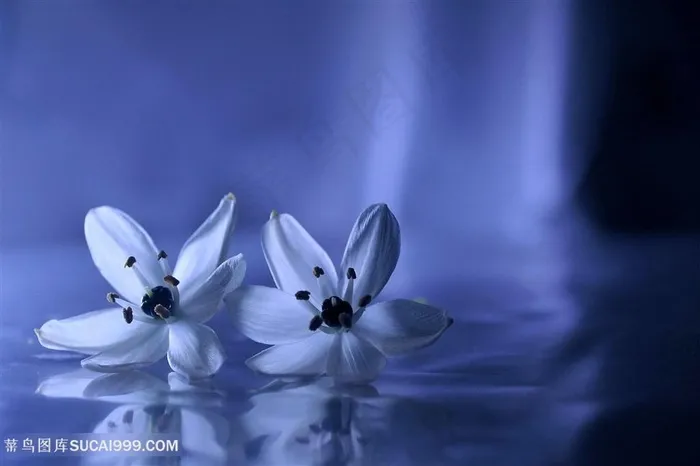 高清唯美两朵白色小花鲜花图片