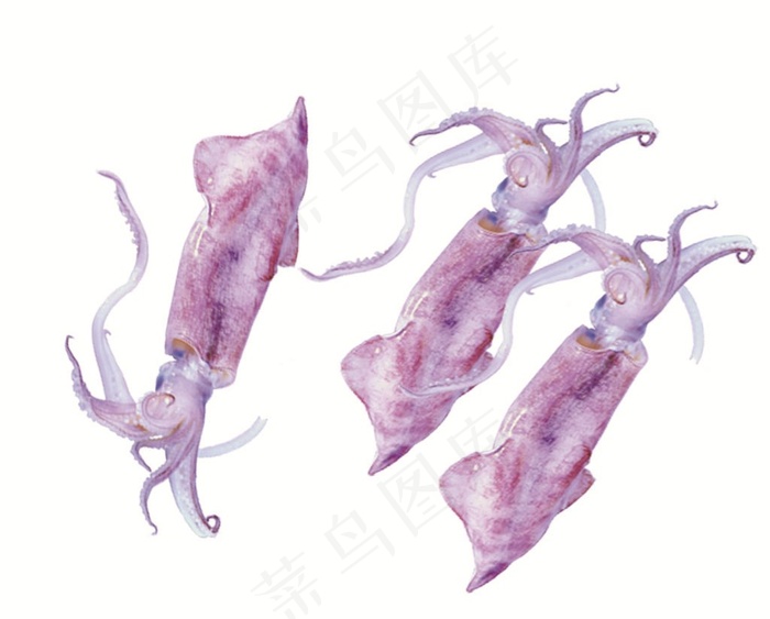 白色背景中的墨斗鱼