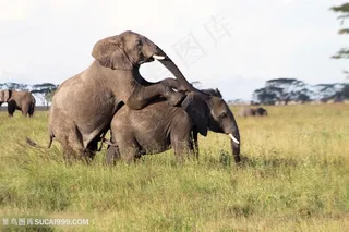 高清大象趴在另一只大象背上摄影图片
