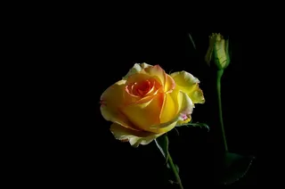 单支黄色玫瑰花