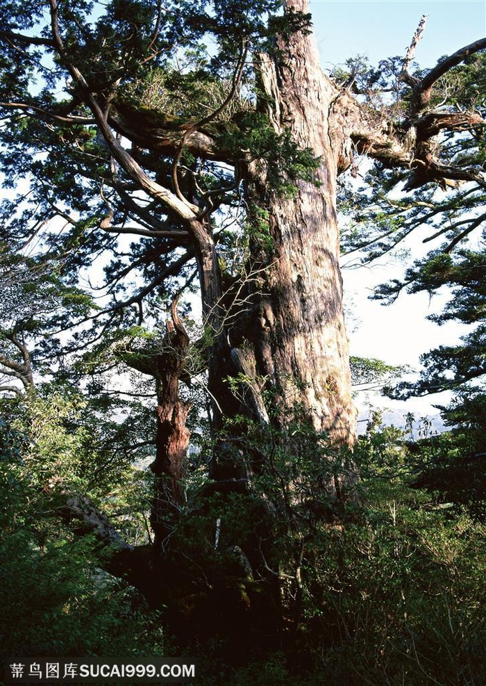 自然风景-在森林中林立的古老松树