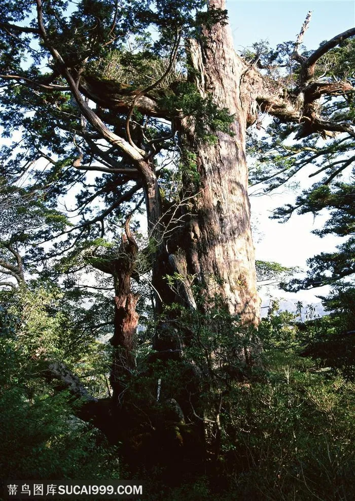 自然风景-在森林中林立的古老松树