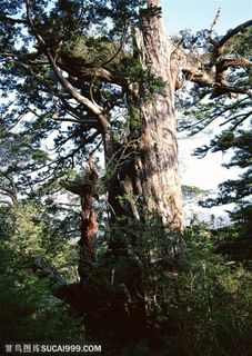 自然风景-在森林中林立的古老松树