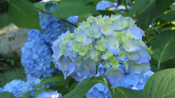 淡蓝色绣球花摄影图片 淡蓝色绣球花摄影图片