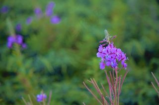 紫色小花朵壁纸图片