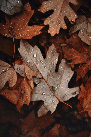 秋天雨天秋叶满地落叶，立秋秋分故事感