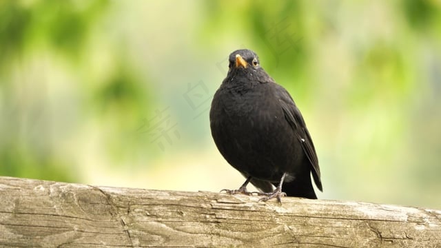 鸟, 喙, 梅尔, 梅尔·布莱克, 钢笔, 羽毛, 落下