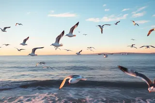 海岸海边空中飞翔海鸥鸟类摄影图