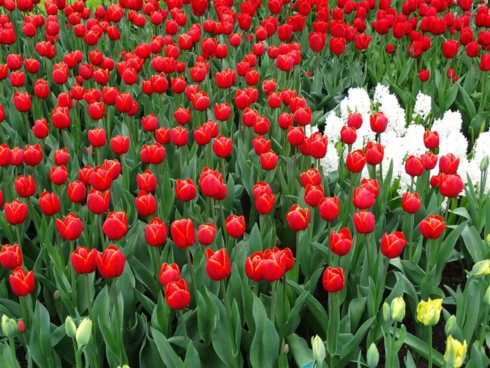 高清唯美郁金香花海鲜花图片