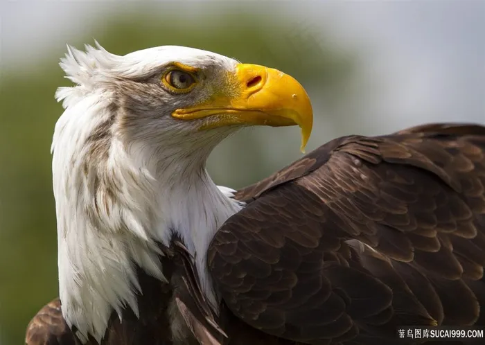 高清白头鹰鸟图片
