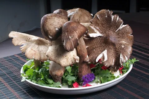 蘑菇香菇金针菇杂菇菌类美食素菜