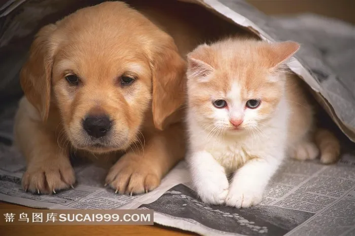 猫咪和狗狗摄影图片