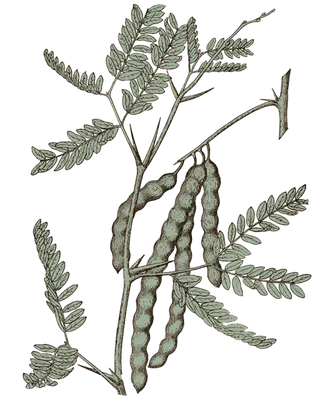 现代农业豌豆荚