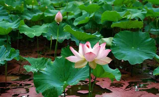 夏天荷塘荷花池荷叶绿色清新，夏至立夏大暑小暑摄影图