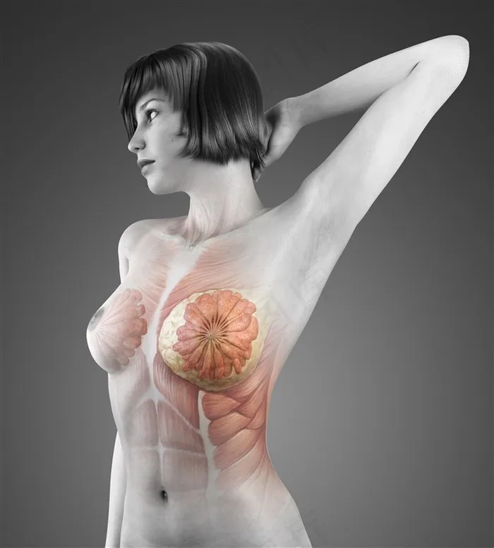 女性乳房肌肉图人体结构图