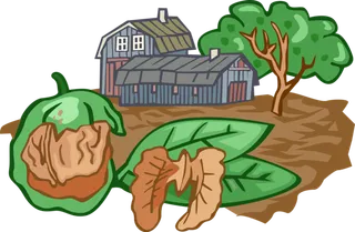 核桃卡通素材种植