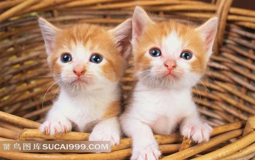 两只在箩筐里的黄色小花猫 两只在箩筐里的黄色小花猫