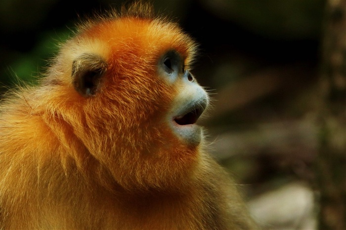 野生动物金丝猴摄影图片