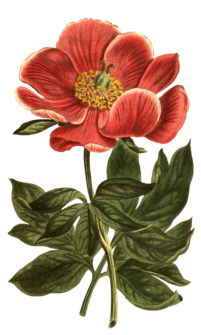 复古手绘植物花卉插画 免抠