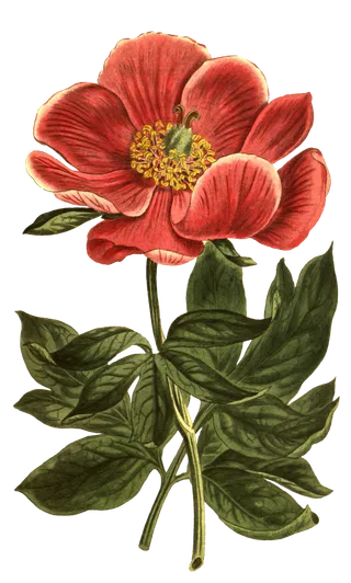 复古手绘植物花卉插画 免抠