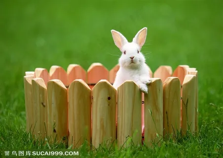 动物造型-在草地上趴在木栏杆上张望的白色兔子图片素材