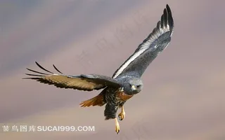 展翅的雄鹰摄影素材