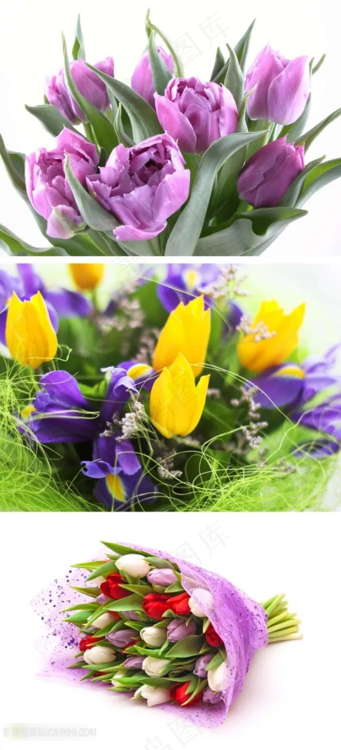 漂亮郁金香鲜花素材