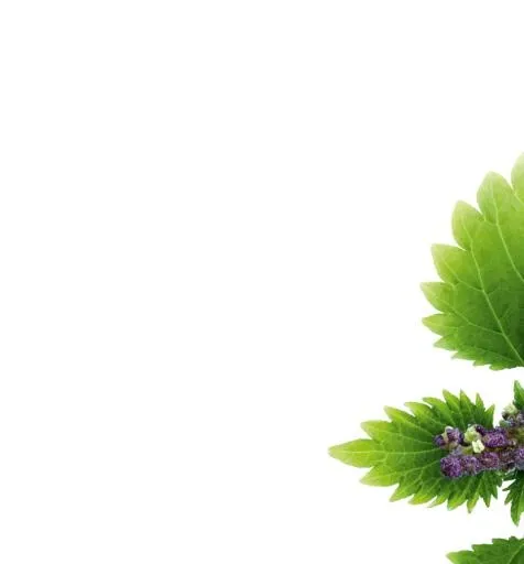 荨麻免抠(720x773)