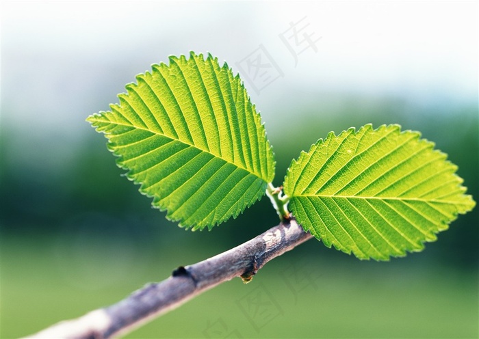 树木风景风景摄影 图片素材
