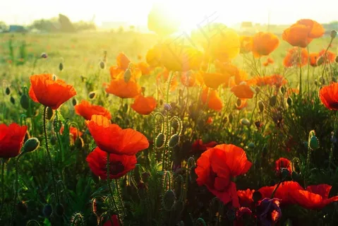 美丽的虞美人花朵花海图
