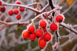 红色果实上的白霜霜降摄影图