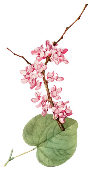 复古手绘植物花卉玫瑰花PNG免扣图案高清图片PS设计素材图