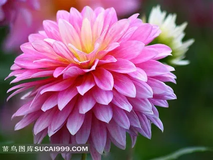 娇艳的邹菊鲜花素材 娇艳的邹菊鲜花素材