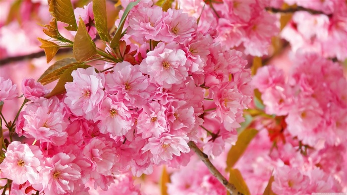 4k高清樱花图片