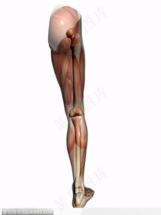 人体肌肉骨骼-伸直的腿部肌肉