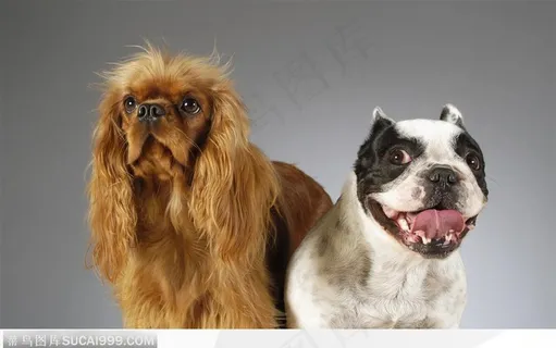 西里汉梗和斗牛犬 西里汉梗和斗牛犬