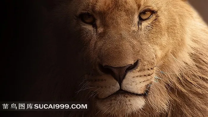 狮子的眼神凝望
