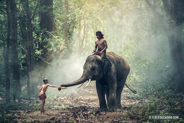 小男孩和大象高清摄影泰国田园生活