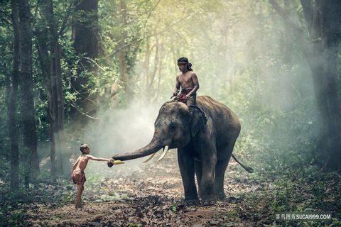 小男孩和大象高清摄影泰国田园生活