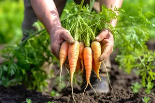 蔬菜农民手捧着刚拔出来的胡萝卜摄影图