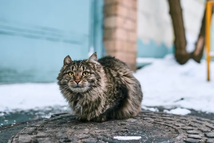可爱猫咪猫猫摄影素材
