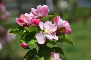 小果海棠花图片