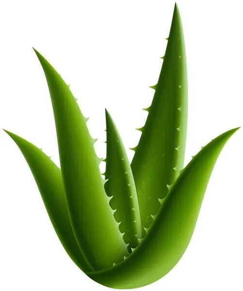芦荟 PNG免抠(501x600)