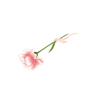 母亲节丝带康乃馨