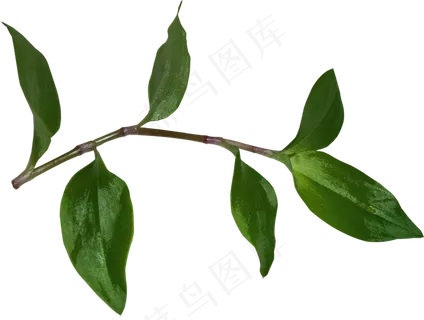 绿色树叶元素 绿色树叶元素