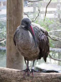 黑色噪鹮图片 黑色噪鹮图片