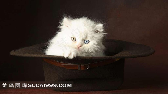 帽子里的波斯猫